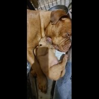 Dogue De Bordeaux - Both