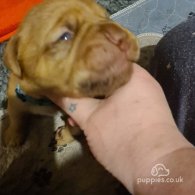 Dogue De Bordeaux - Both