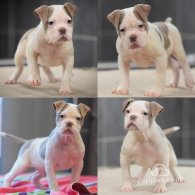 Dorset Olde Tyme Bulldogge - Both