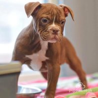 Dorset Olde Tyme Bulldogge - Both