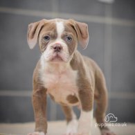 Dorset Olde Tyme Bulldogge - Both