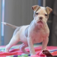 Dorset Olde Tyme Bulldogge - Both