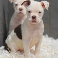 Dorset Olde Tyme Bulldogge - Both