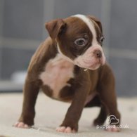 Dorset Olde Tyme Bulldogge - Both