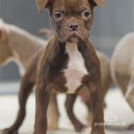 Dorset Olde Tyme Bulldogge - Both