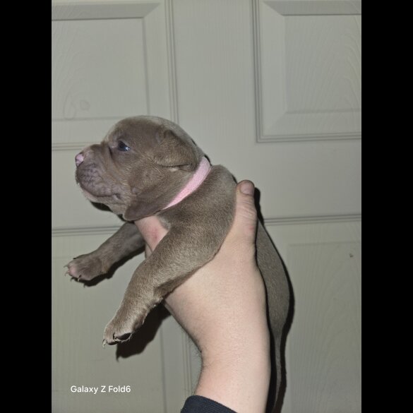 Dorset Olde Tyme Bulldogge - Both