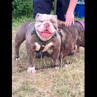 Dorset Olde Tyme Bulldogge - Both