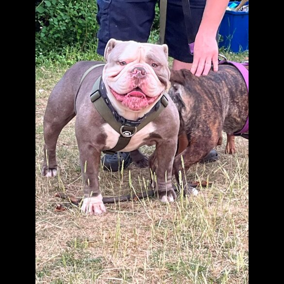 Dorset Olde Tyme Bulldogge - Both