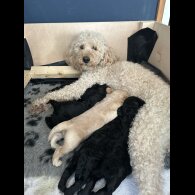 Goldendoodle - Both