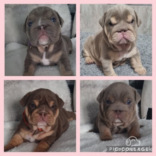 English Bulldog - Bitches