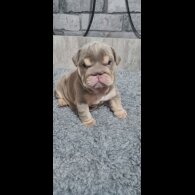 English Bulldog - Bitches