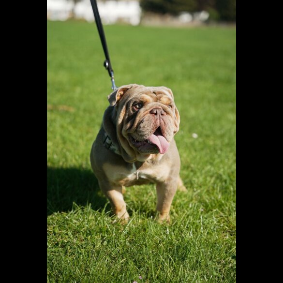 English Bulldog