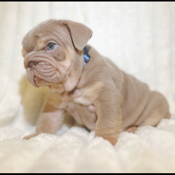 English Bulldog