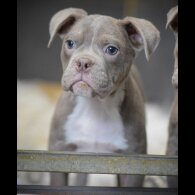 English Bulldog - Both