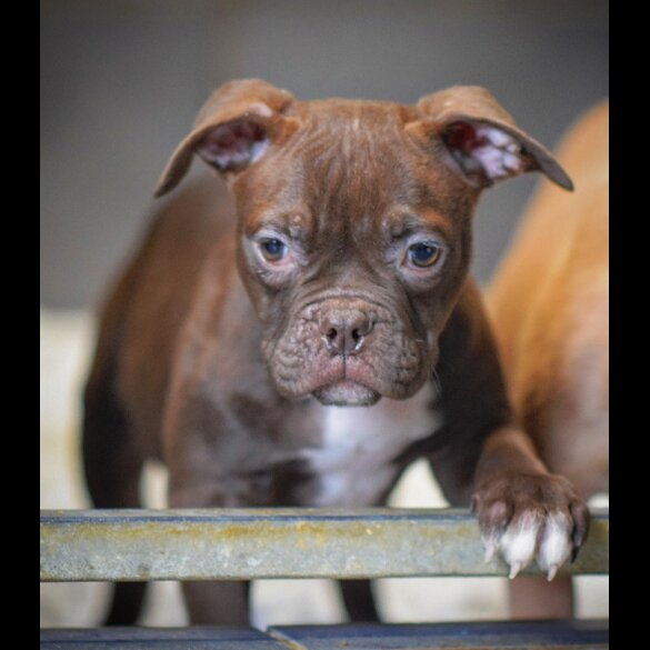 English Bulldog - Both