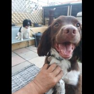 English Springer Spaniel