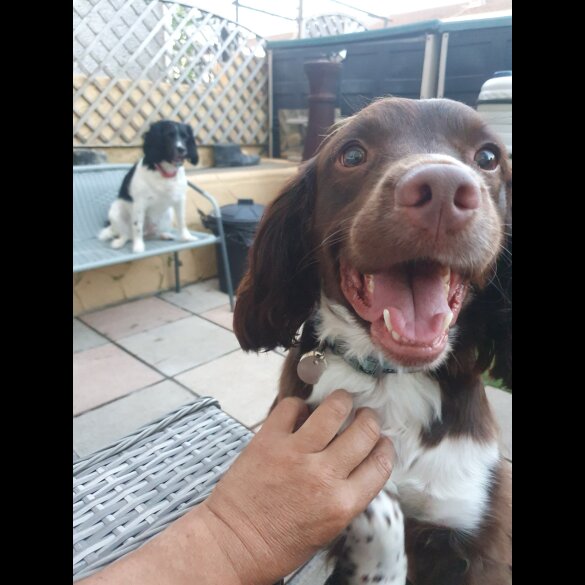 English Springer Spaniel