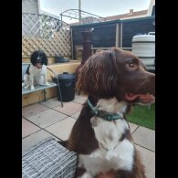 English Springer Spaniel