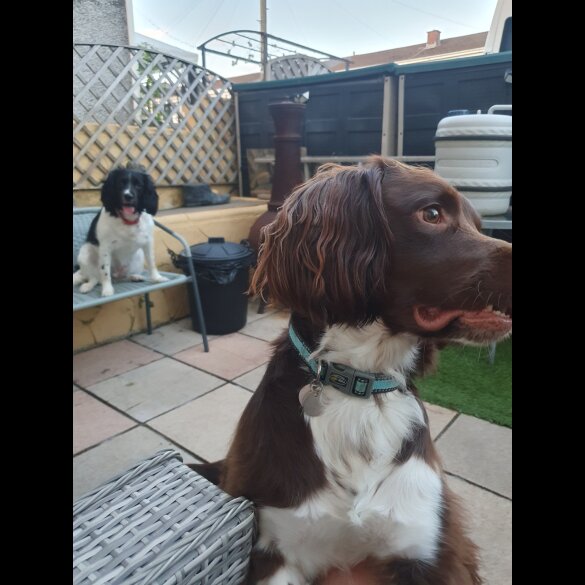 English Springer Spaniel