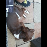 English Springer Spaniel