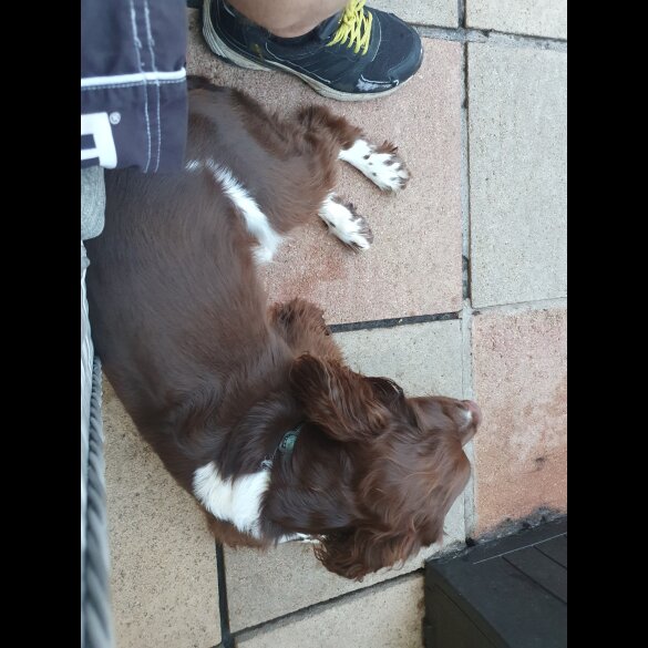 English Springer Spaniel