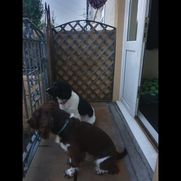 English Springer Spaniel