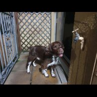 English Springer Spaniel