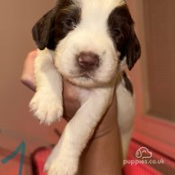 English Springer Spaniel - Both