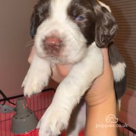 English Springer Spaniel - Both