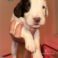 English Springer Spaniel - Both