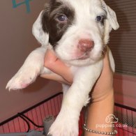 English Springer Spaniel - Both