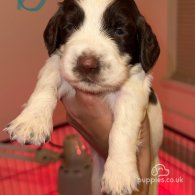 English Springer Spaniel - Both