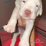 English Springer Spaniel - Both