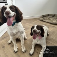 English Springer Spaniel - Both