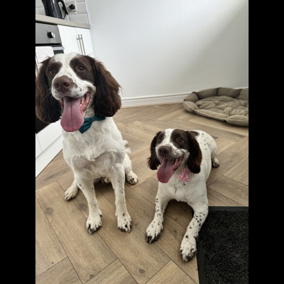 English Springer Spaniel - Both