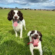 English Springer Spaniel - Both