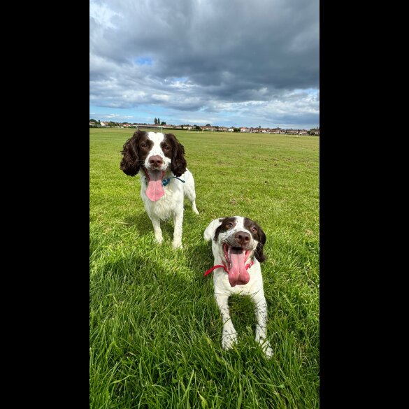 English Springer Spaniel - Both