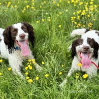 English Springer Spaniel - Both