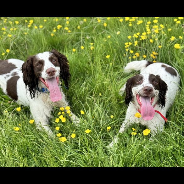 English Springer Spaniel - Both