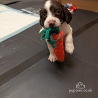 English Springer Spaniel - Both