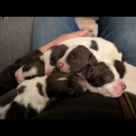 English Springer Spaniel - Both