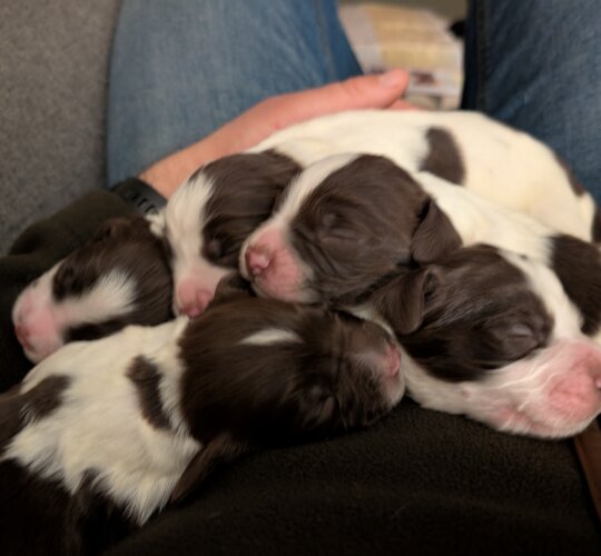 English Springer Spaniel