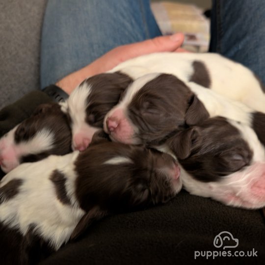 English Springer Spaniel - Both