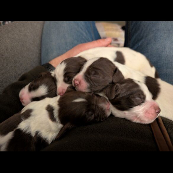 English Springer Spaniel - Both