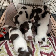 English Springer Spaniel - Both