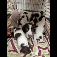 English Springer Spaniel - Both