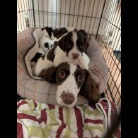 English Springer Spaniel - Both