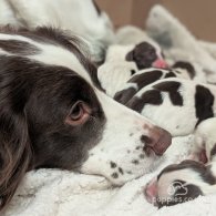 English Springer Spaniel - Both