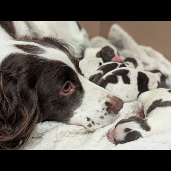 English Springer Spaniel - Both