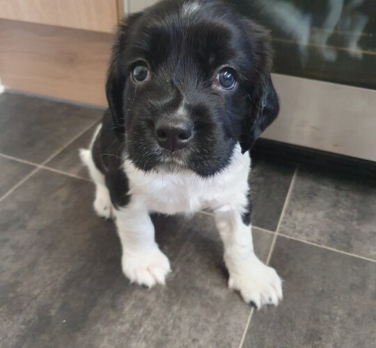 English Springer Spaniel